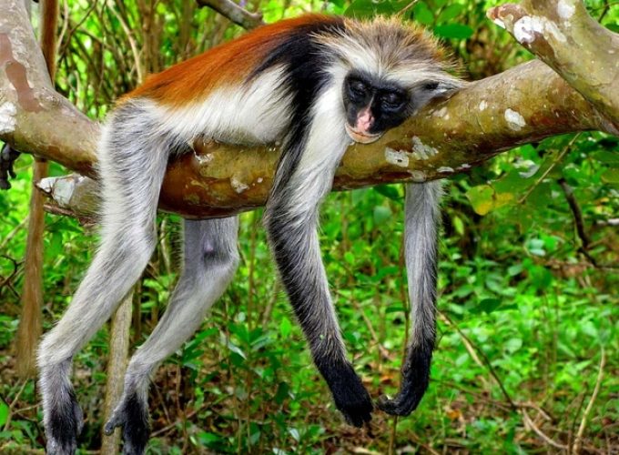 Dolphin tour, Jozani Forest, Kuza Cave And The Rock