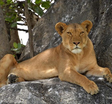 3 Days 2 Nights Selous