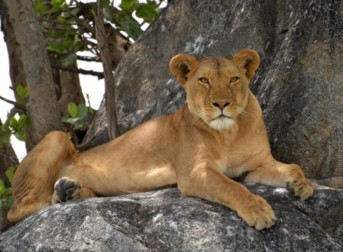 3 Days 2 Nights Selous