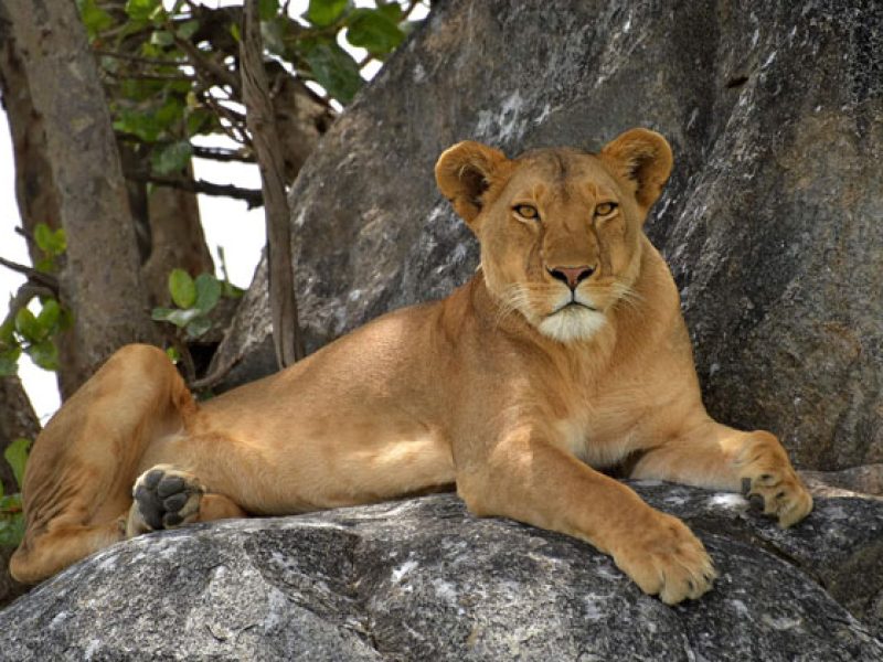 3 Days 2 Nights Selous