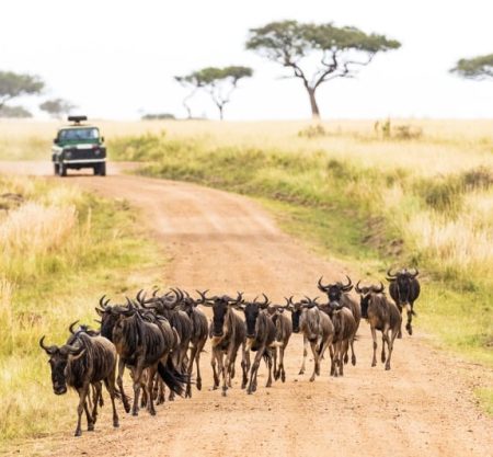 1 Day Safari Selous Game Reserve